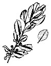 Ilex cv.