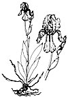 Iris germanica