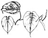Philodendron oxycardium