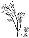 Ranunculus lappaceus
