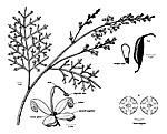 Lomatia silaifolia