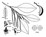 Opisthiolepis heterophylla