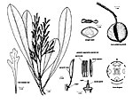 Placospermum coriaceum