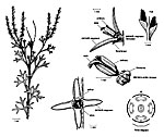 Symphionema montanum