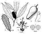 Xylomelum pyriforme
