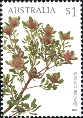 Banksia cuneata stamp painted by Celia Rosser
