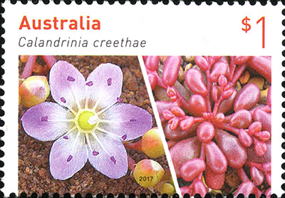 Stamp: Calandrinia creethae 2017