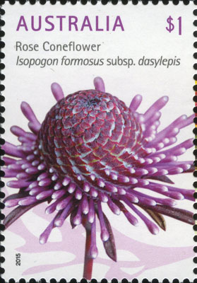 stamp: Isopogon formosus