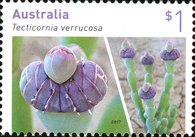 Stamp: Tecticornia verrucosa 2017