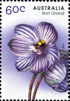 stamp - Thelymitra campanulata