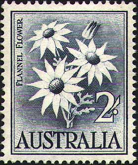 stamp: Actinotus helianthi
