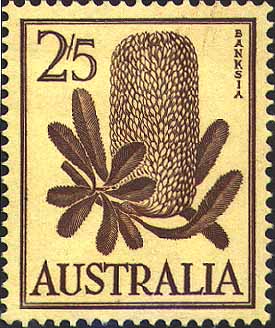 Banksia serrata stamp