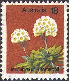 Helichrysum thomsonii stamp