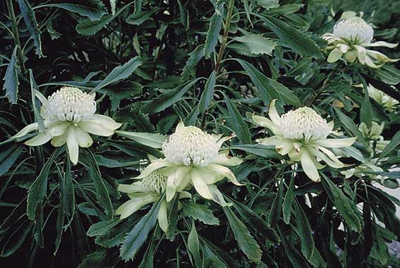 Telopea 'Wirrimbirra White'